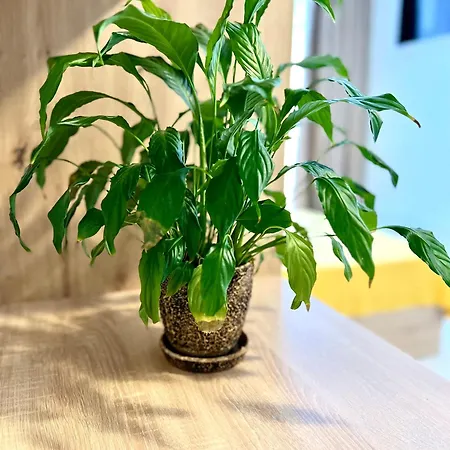 Osapart In A Complex Semycvit 8