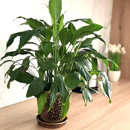 Appartement Osapart In A Complex Semycvit 8 Lviv