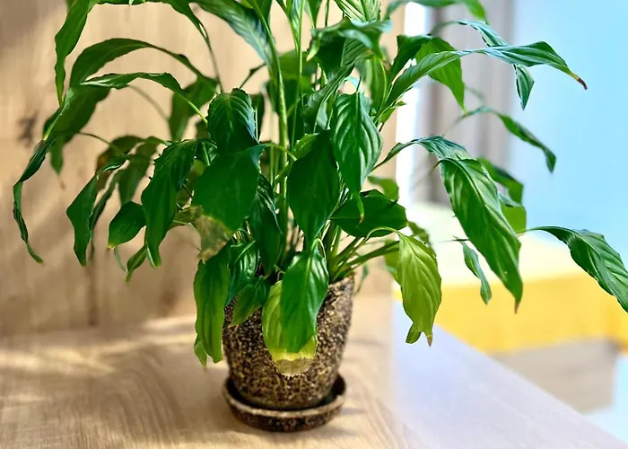 Osapart In A Complex Semycvit 8