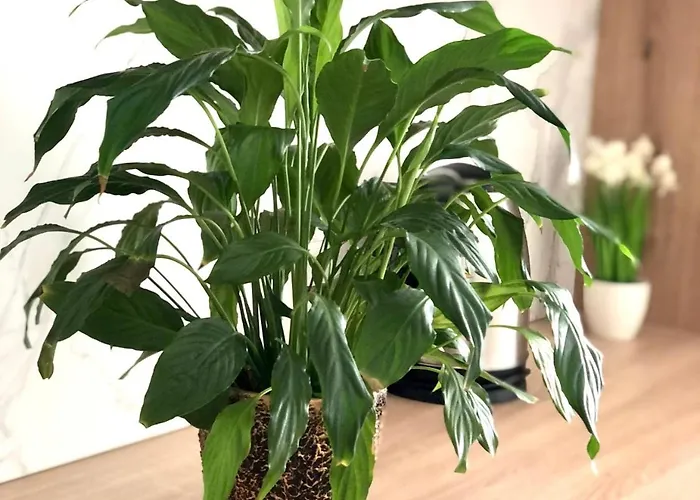 Apartamento Osapart In A Complex Semycvit 8 Lviv